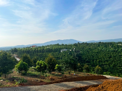 Đất vườn Bảo Lộc 11.000 m2 - Vườn cây ăn trái 12 năm tuổi