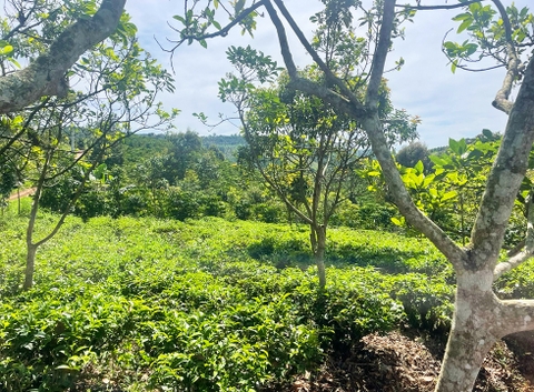Đất vườn Di Linh 5.000 m2 - Đất trồng cây ăn trái, gần thác nước quy hoạch Du Lịch