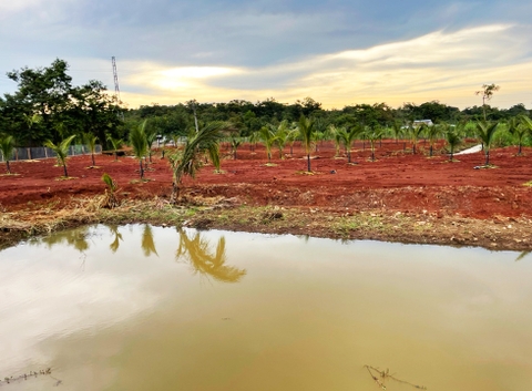 Đất vườn Daklak 11.000 m2 - Có ao nuôi cá, đất trồng cây ăn trái