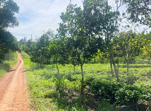 Đất vườn Di Linh 5.000 m2 - Đất trồng cây ăn trái, gần thác nước quy hoạch Du Lịch