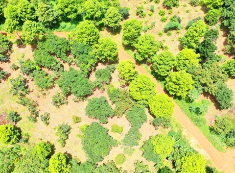 Đất vườn Di Linh 5.000 m2 - Đất trồng cây ăn trái, gần thác nước quy hoạch Du Lịch