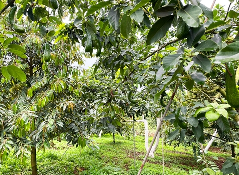 Đất vườn Bảo Lộc 7.500 m2 - Đất trồng cây ăn trái Sầu Riêng, Bơ, Tiêu, Cà Phê