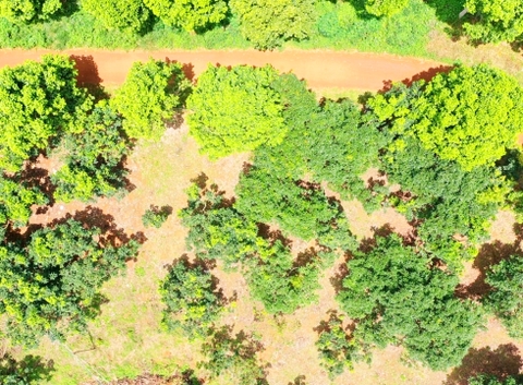 Đất vườn Di Linh 5.000 m2 - Đất trồng cây ăn trái, gần thác nước quy hoạch Du Lịch
