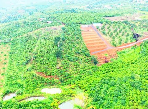 Đất vườn Bảo Lộc 7.500 m2 - Đất trồng cây ăn trái Sầu Riêng, Bơ, Tiêu, Cà Phê
