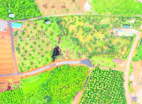 Đất vườn Bảo Lộc 11.000 m2 - Vườn cây ăn trái 12 năm tuổi