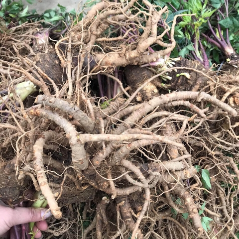 Tác dụng của sâm đương quy Tác dụng của sâm đương quy