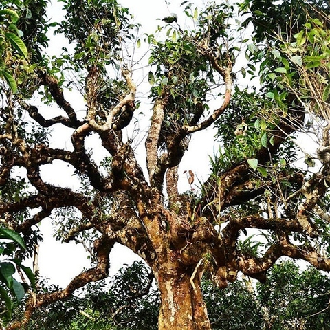 Bánh Trà Shan Cổ Thụ Tây Côn Lĩnh