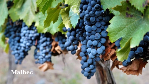 Nho Malbec - Giống nho thú vị đến từ Argentina