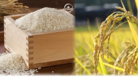 Tỷ lệ mài/ đánh bóng gạo trong làm rượu sake