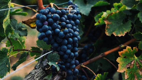 Merlot - Tất cả những điểm thú vị cần biết về giống nho đỏ này