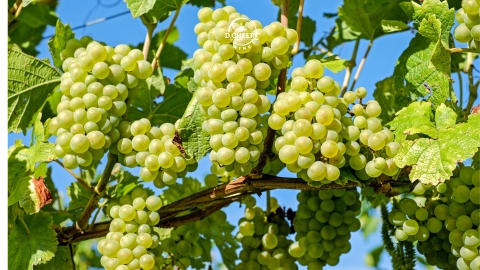 Moscato - Giống nho cổ, lâu đời tạo ra dòng rượu vang trắng trứ danh