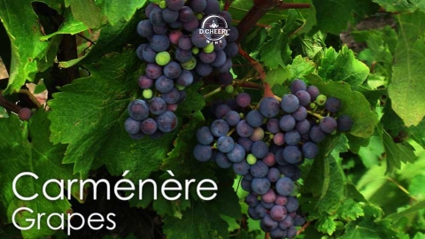 Giống nho Carmenere - Sự hồi sinh đầy thăng trầm tại vùng đất rượu vang Chile
