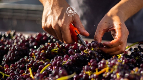 Bật mí 6 giống nho đỏ quý hiếm làm rượu vang