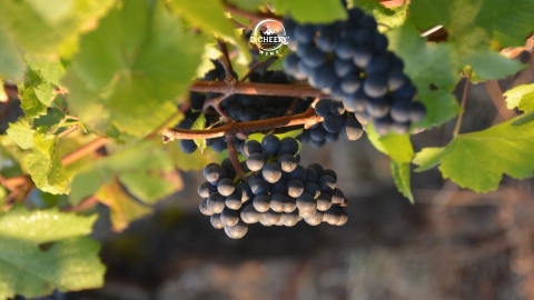 Pinot Noir - Giống nho làm rượu vang đỏ nổi tiếng trên thế giới