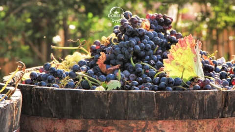 Vì sao nhiều nhà sản xuất lên men cả chùm nho để sản xuất rượu vang?