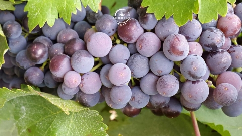 Shiraz - Tìm hiểu về loại nho có hương vị độc đáo nhất trên thế giới