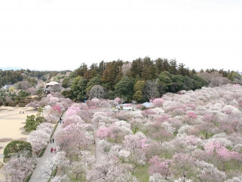 HÀ NỘI - OSAKA - KYOTO - YAMANASHI - PHÚ SỸ- TOKYO - NARITA