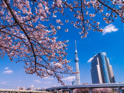HÀ NỘI - OSAKA - KYOTO - YAMANASHI - PHÚ SỸ- TOKYO - NARITA