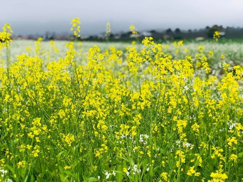 MAI CHÂU - MỘC CHÂU - CẦU KÍNH BẠCH LONG