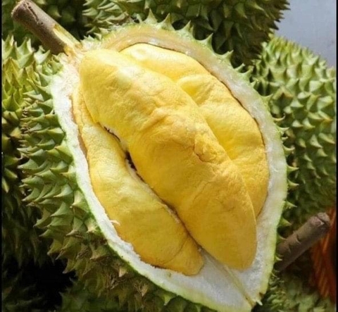 FRESH DURIAN