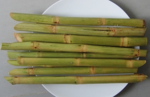 IQF FROZEN SUGARCANE