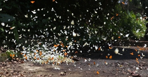 Cúc Phương Mùa Bướm Bay – Bản Giao Hưởng Sắc Màu Thiên Nhiên