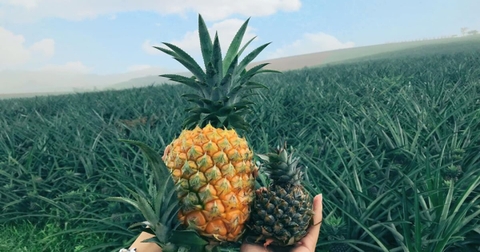 Đồi Dứa Tam Hiệp – Background Sống Ảo Miễn Phí Cực Chill