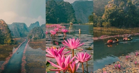 Mùa Hoa Súng Tam Cốc Nở Khi Nào? Kinh Nghiệm Săn Hoa Đẹp