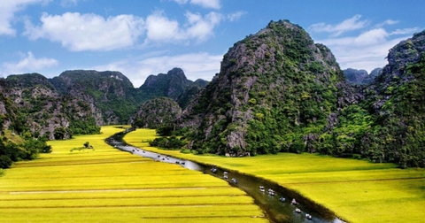 Sắc Lúa Tam Cốc - Bích Động: Kiệt Tác Thiên Nhiên Đắm Say Hàng Triệu Du Khách