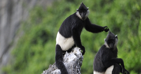 Voọc Mông Trắng Cúc Phương: Biểu Tượng Của Rừng Già Nguyên Sinh