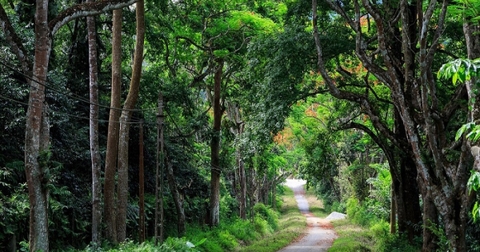 Vườn Quốc Gia Cúc Phương: Hướng Dẫn, Thông Tin, Giá Vé