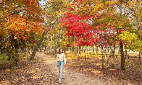 5 hành trình mùa thu ngắm lá vàng, lá đỏ