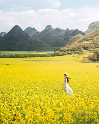 Top 5 Địa Điểm Ngắm Hoa Cải Dầu. Đẹp Nhất Ở Vân Nam, Trung Quốc