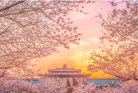 12 Địa Điểm Ngắm Hoa Anh Đào Đẹp Mê Mẩn Ở Trung Quốc