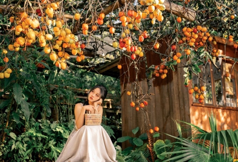 Chạm vào sắc thu Đà Lạt trong mùa hồng rực rỡ