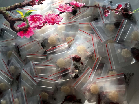 Set 10 túi yến bé