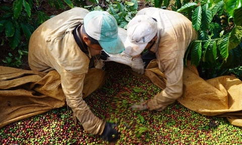 Farmers profit on record coffee bean prices