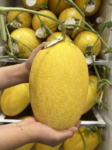 Dưa Lưới Huỳnh Long