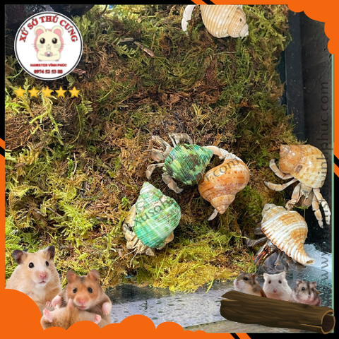 Rêu xanh - Rêu cho cua ẩn sỹ- rùa- Hamster