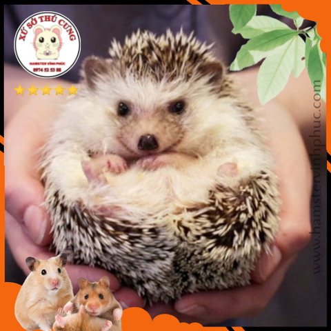 Nhím lùn châu phi