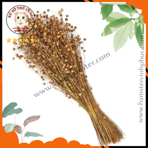 Yến mạch - tai kê- Lúa miến. đồ ăn vặt hamster. decor hamster