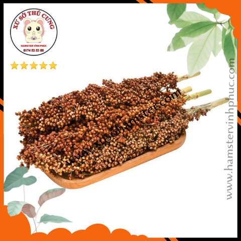 Yến mạch - tai kê- Lúa miến. đồ ăn vặt hamster. decor hamster