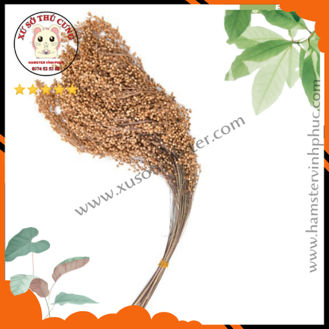 Yến mạch - tai kê- Lúa miến. đồ ăn vặt hamster. decor hamster