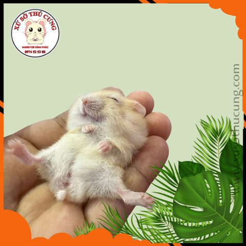 Hamster winter white màu vàng