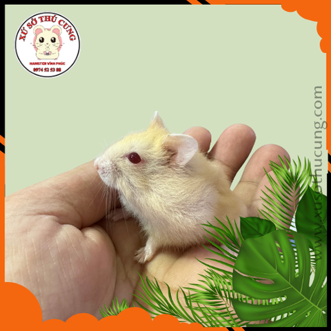Hamster winter white màu vàng
