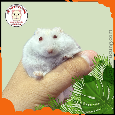 Hamster winter white màu trắng