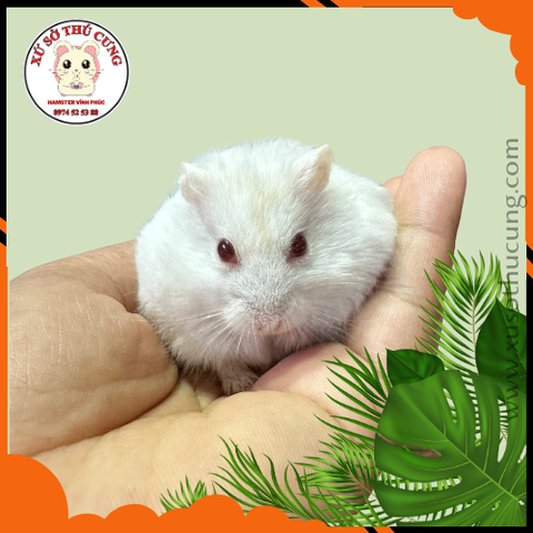 Hamster winter white màu trắng