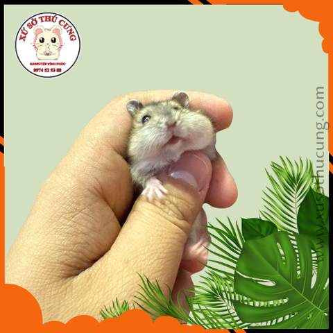 Hamster winter white màu sóc