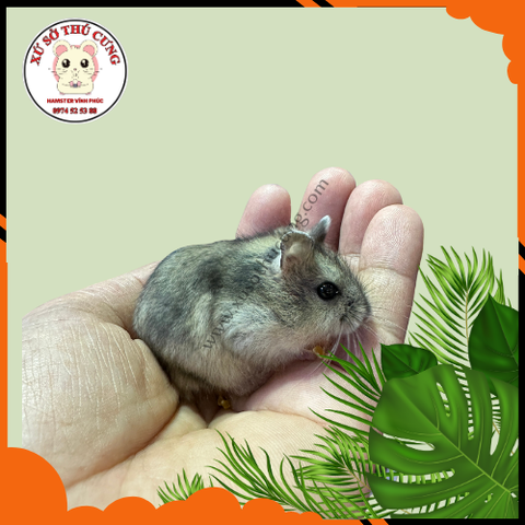 Hamster winter white màu sóc