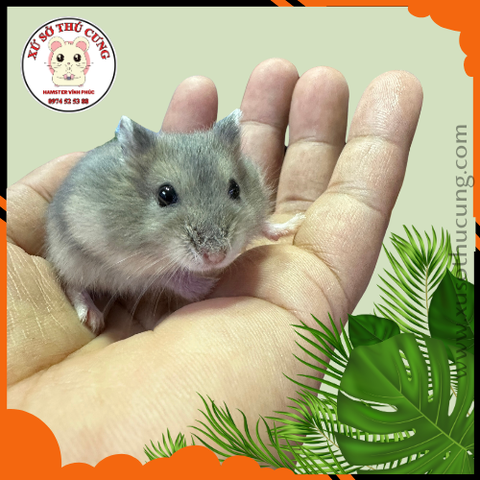 Hamster winter white màu saphia